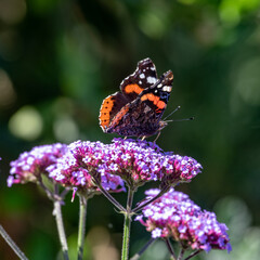 male red admiral butterfly on purple Verbena flower