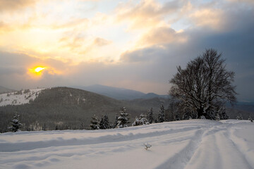Obraz premium Moody landscape with footpath tracks and bare dark trees covered with fresh fallen snow in winter mountain forest on cold gloomy evening.