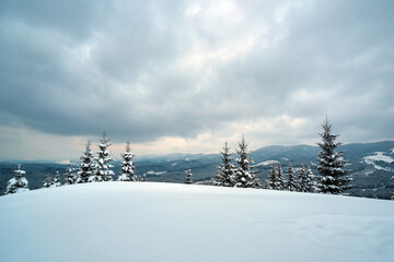 Pine trees covered with fresh fallen snow in winter mountain forest in cold gloomy evening.