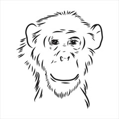 Fototapeta premium Hand drawn sketch style illustration of monkey face. Chinese zodiac sign. Young Chimpanzee. Vector illustration.