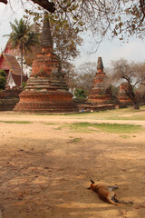 dog at wat phra si sanphet in ayutthaya (thailand) - obrazy, fototapety, plakaty