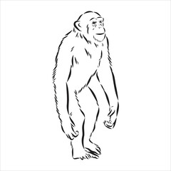 Hand drawn sketch style illustration of monkey face. Chinese zodiac sign. Young Chimpanzee. Vector illustration.