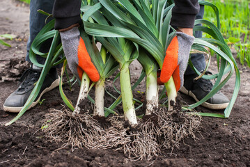 A man holds a fresh harvested leek on the background of the earth close-up. Harvesting leeks