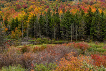 A pond in the Fall in Vermont