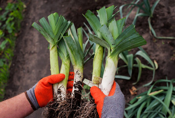 A man farmer in gloves holds a leek in his hands on the background of the earth close-up....