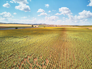 Aerial View of a Sunflower Field in Summer