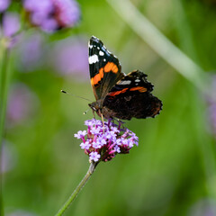 red admiral butterfly on flower