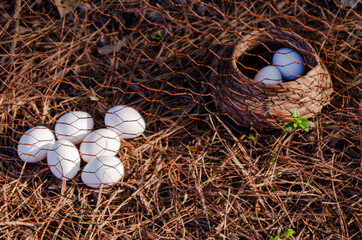 nest with eggs