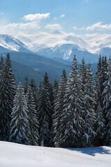 Winter landscape with high mountain hills covered with evergreen pine forest after heavy snowfall on cold wintry day.