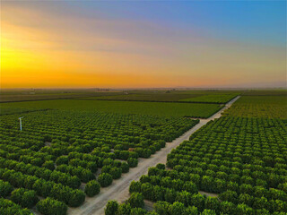 Central Valley Orchard Landscape, Parlier, CA