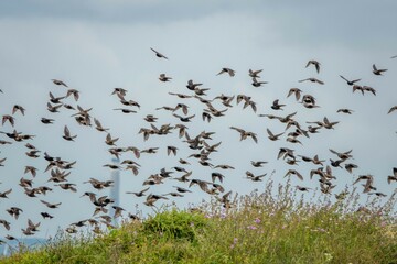 flock of starlings taking off with Fawley chimney in the background