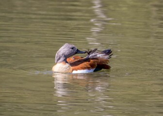 the south african shelduck also known as the cape shelduck a mostly rust coloured waterfowl