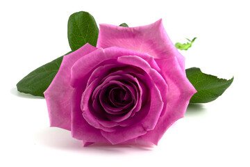 Fototapeta premium Pink rose bud isolated on white background.