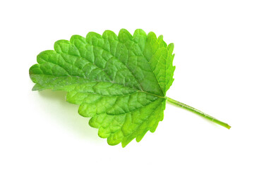 Green leaf of fresh lemon balm on a white background