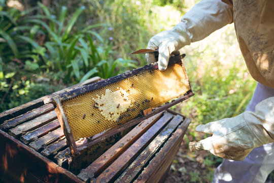Hands of caucasian senior man wearing beekeeper uniform holding a honeycomb - Powered by Adobe