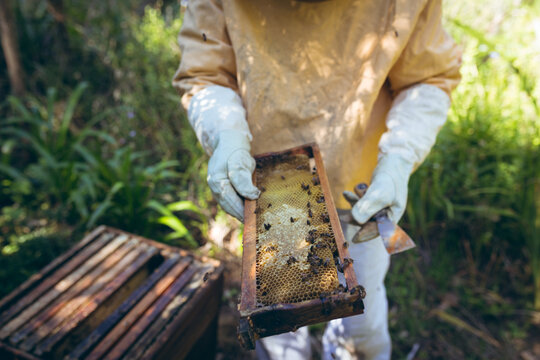 Midsection of caucasian senior man wearing beekeeper uniform holding a honeycomb with bees - Powered by Adobe