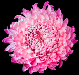 Pink chrysanthemum  flower on black  isolated background. Closeup.  Nature.