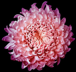 chrysanthemum  purple  flower on black isolated background. Closeup.  Nature.