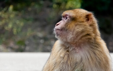 Medium shot of macaque monkey in the wild with warm color and soft blur background