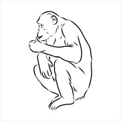 Hand drawn sketch style illustration of monkey face. Chinese zodiac sign. Young Chimpanzee. Vector illustration.