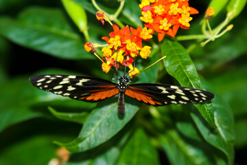 Schmetterling