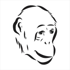 Hand drawn sketch style illustration of monkey face. Chinese zodiac sign. Young Chimpanzee. Vector illustration.