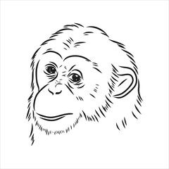 Hand drawn sketch style illustration of monkey face. Chinese zodiac sign. Young Chimpanzee. Vector illustration.