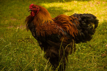 rooster with bright plumage on green grass