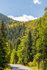 Yellow and green aspen trees on the mountainside along Guanella pass road of Colorado