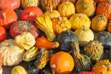Colorful pumpkins for Halloween, background and texture