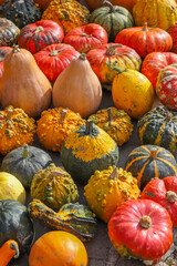 Colorful pumpkins for Halloween, background and texture