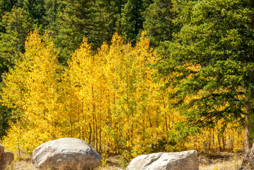 Yellow and green aspen trees on the mountainside along Guanella pass road of Colorado