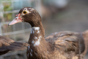 Ducks in a pen