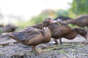 Ducks in a pen