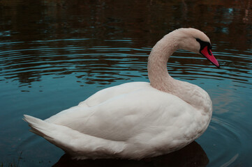swan on the water