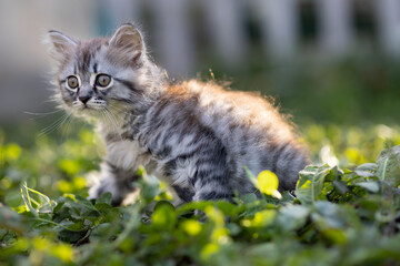 little fluffy kitten