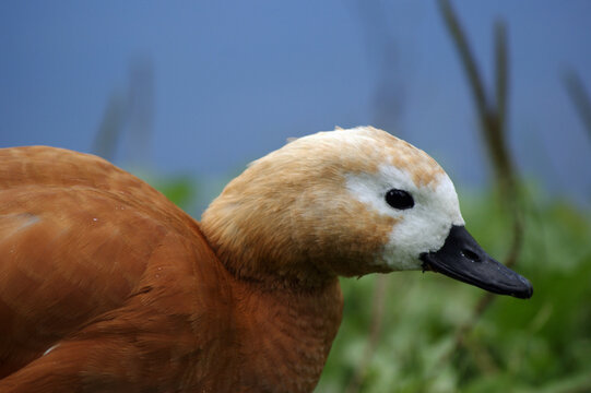 close up of a duck ogar