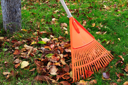 Rake with fallen leaves in autumn. Gardening in the fall season, a bunch of leaves. Cleaning the lawn and garden from dry leaves