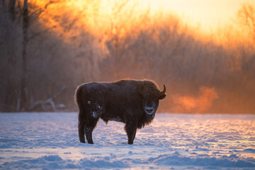 European bison on winter sunny morning. © alexugalek