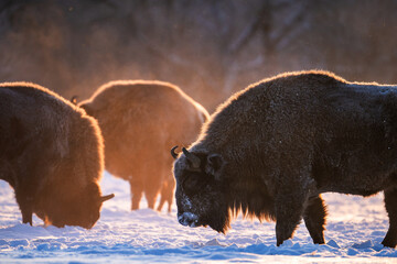 Three european bisons walking in winter field. - obrazy, fototapety, plakaty