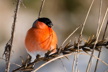 Bullfinch bird perched on branch