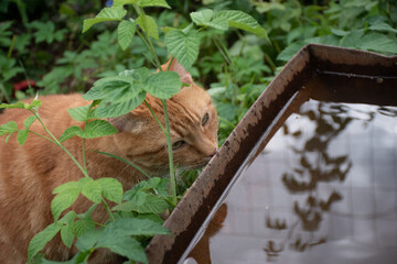 The cat tries to sniff a basin of water