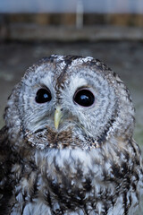 great horned owl