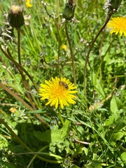 yellow dandelions