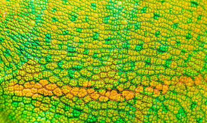 Beautiful multicolored bright chameleon skin, reptile skin pattern texture multicolored close-up as a background. © Vera