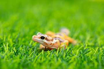 Lizard Eublepharis on a green lawn. Reptile gecko is yellow-spotted. Exotic tropical animal in the wild on the grass. smiling animal