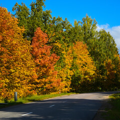 Obraz premium Golden autumn with red-yellow and green leaves on the side of the road and blue sky
