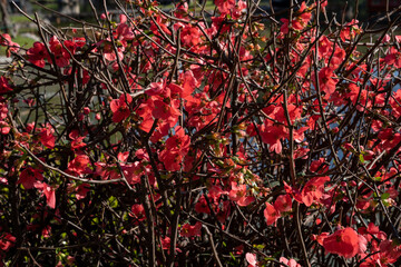 Floral. Closeup view of Chaenomeles japonica shrub, also known as Japanese flowering quince,...