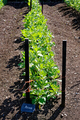 Green bean plants in vegetable garden