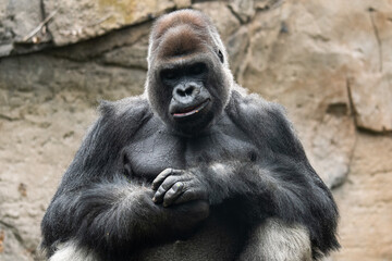A big gorilla smiling in a Zoo.